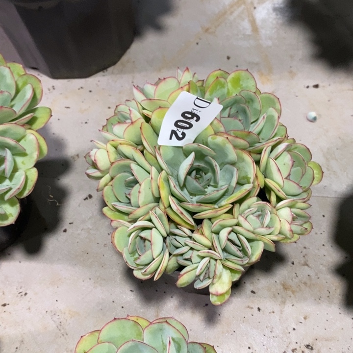 墨***然602牡丹亭多肉植物