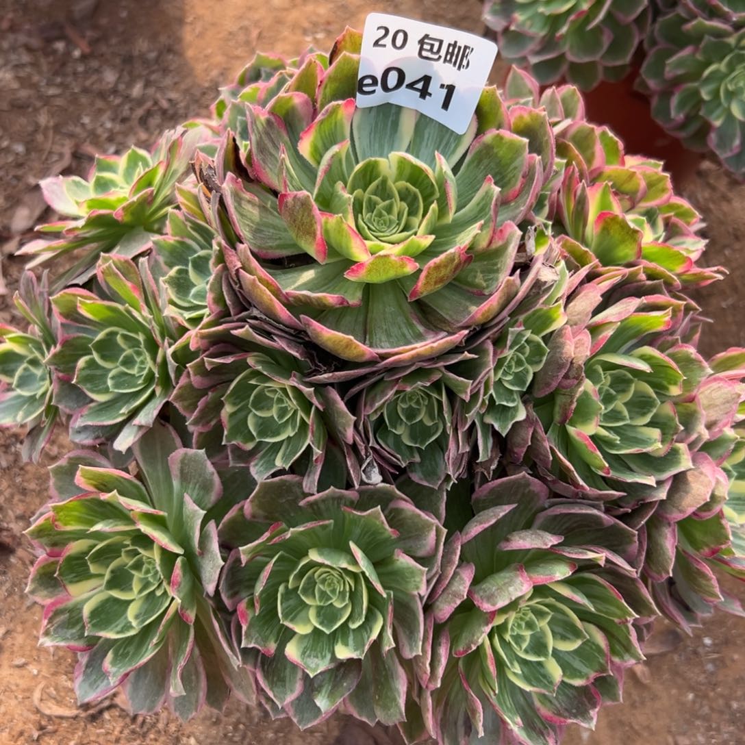 041万花筒，多肉法师