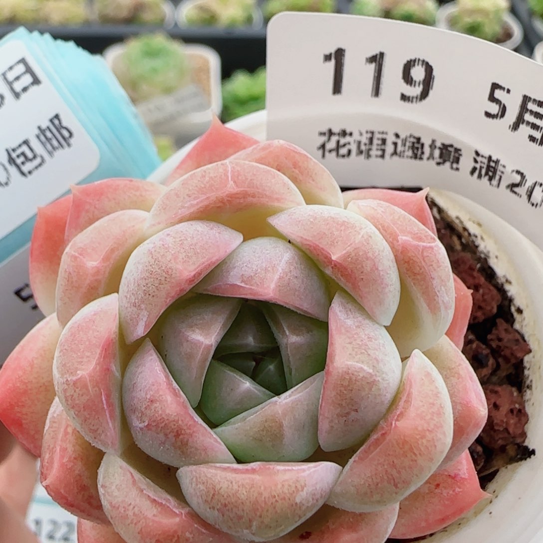 花语逸镜0528-119