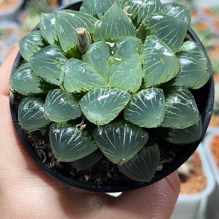 十二卷多肉糯玉露