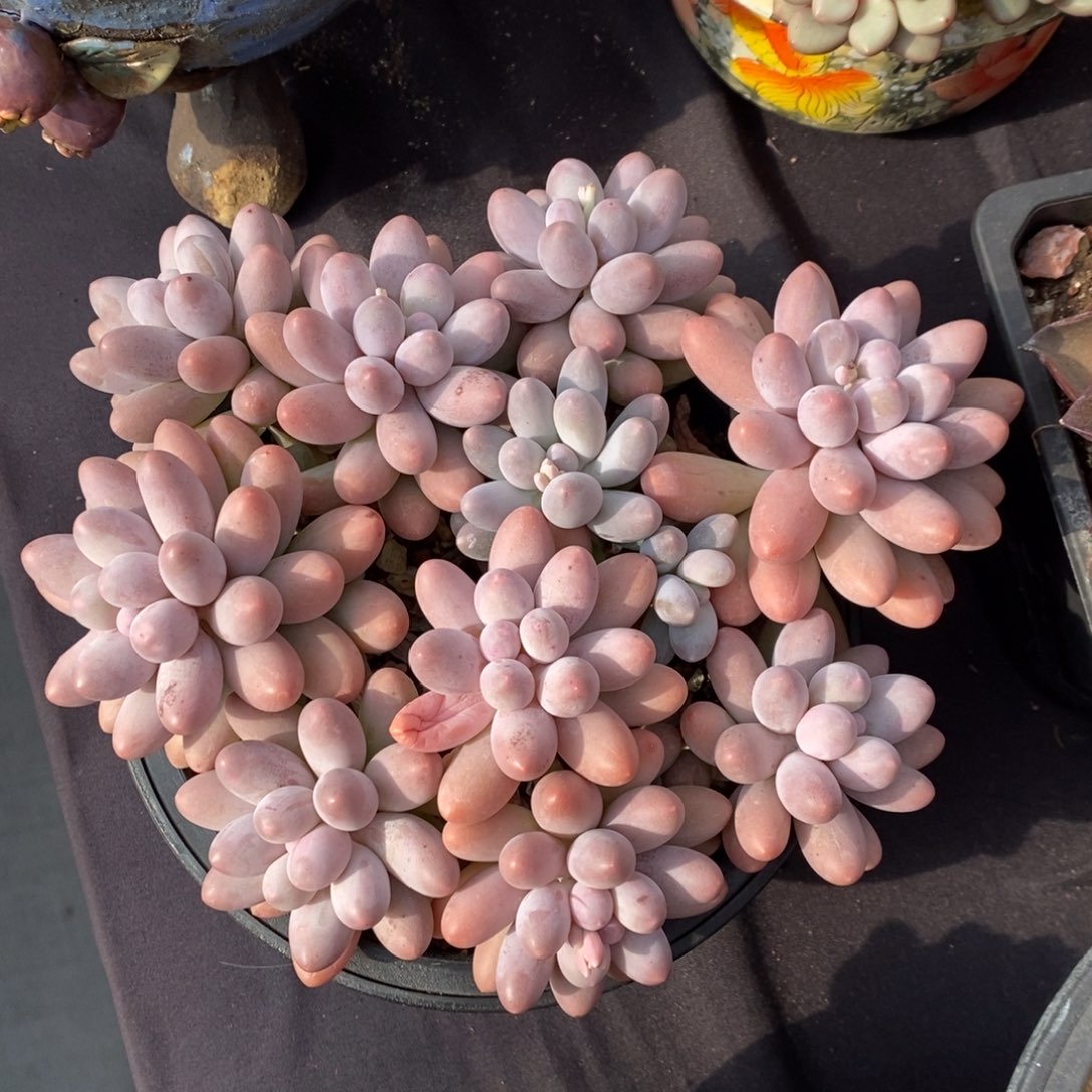 汤圆 一物一拍 多肉