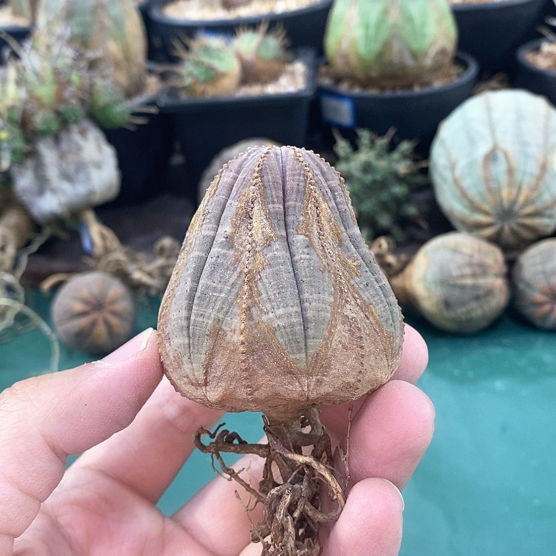 欧系实生布纹球多肉植物