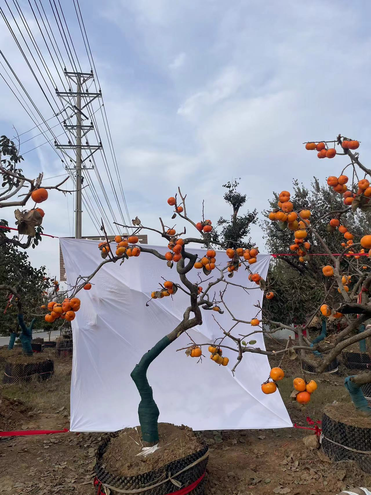 庭院精品造型景观树