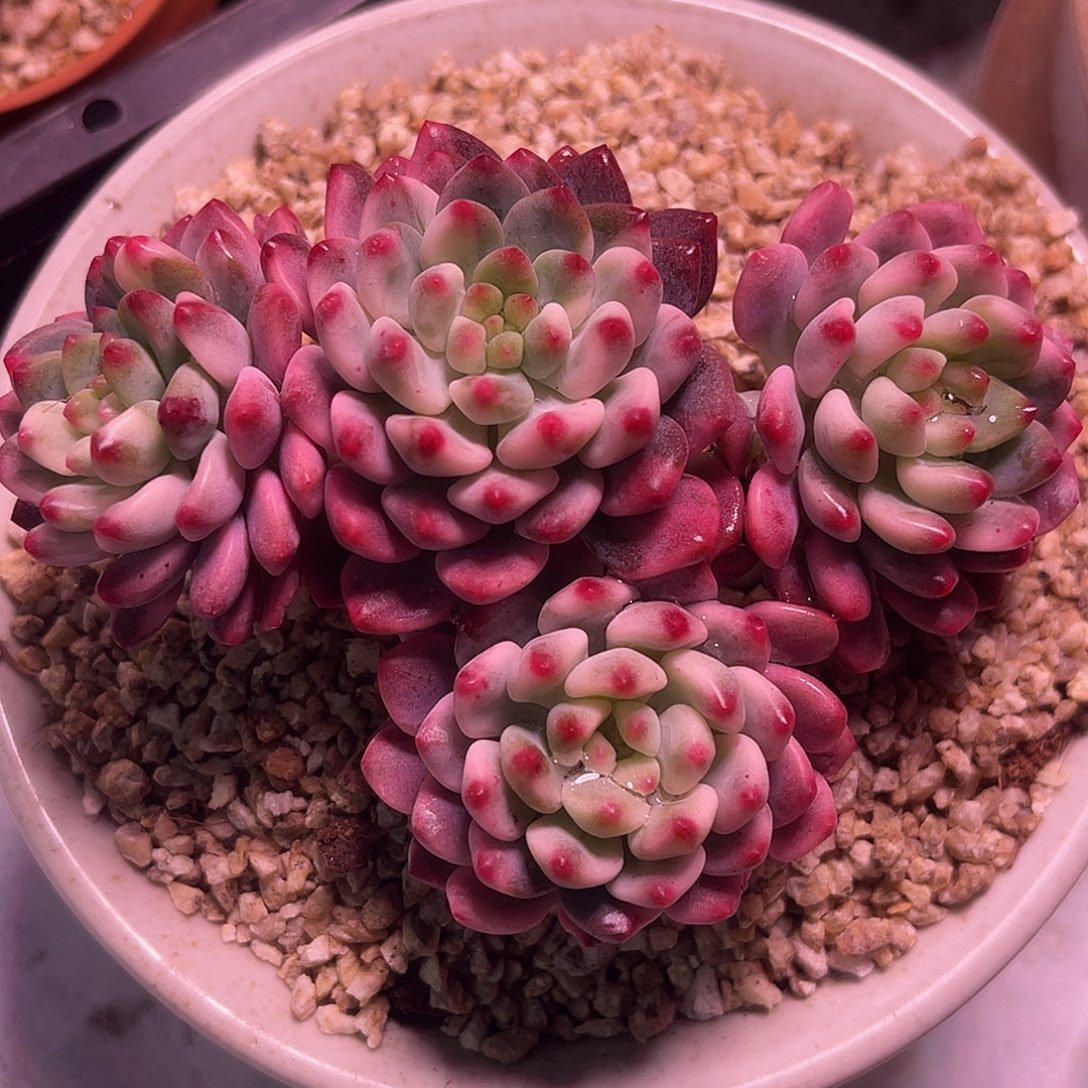 尚品园艺福利锦蓝苹果