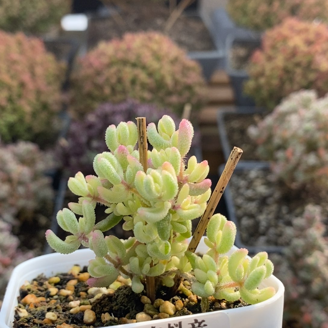 呜*啦红宝石锦4747年后发货