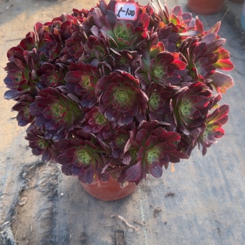 5-100安娜多肉植物