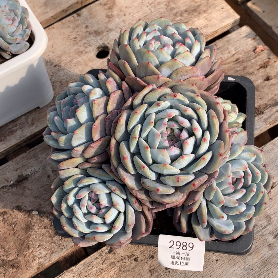 21厘米六头星影有砍2989