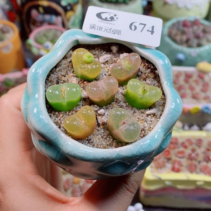 生石花花花花花花674