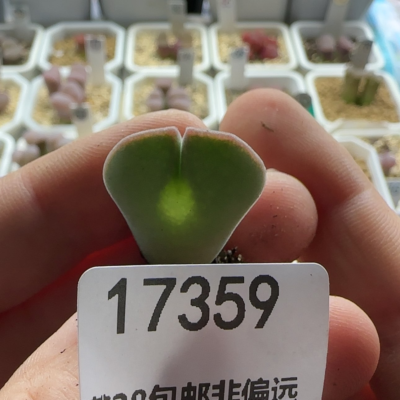 【闪购商品】熊*狒17359     