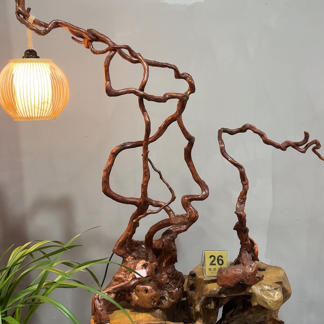 生***香榧木999精品杜鹃