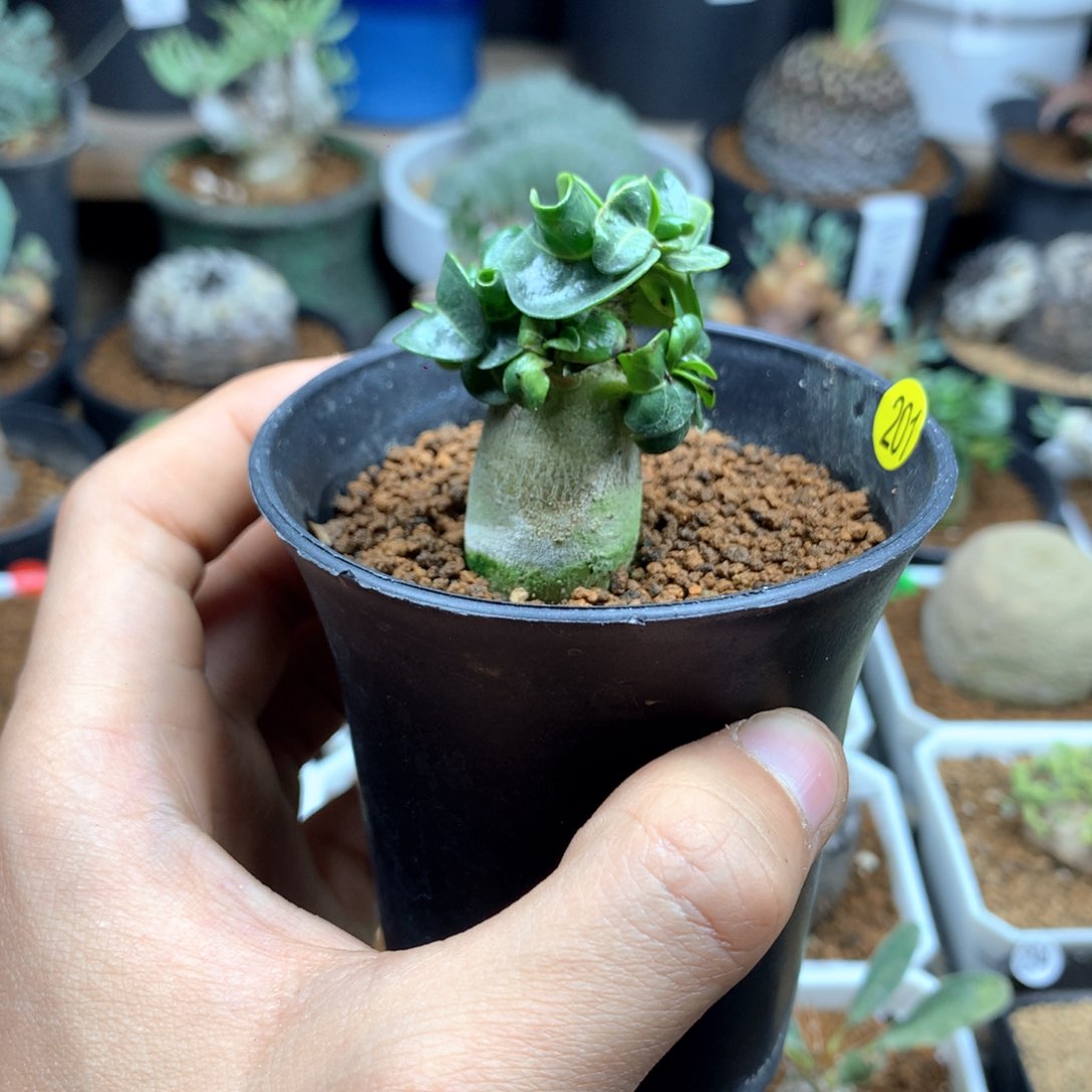 卡汗羊角沙漠玫瑰带盆