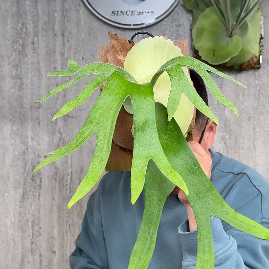 完全开放卷卷鹿鹿角蕨春野花园