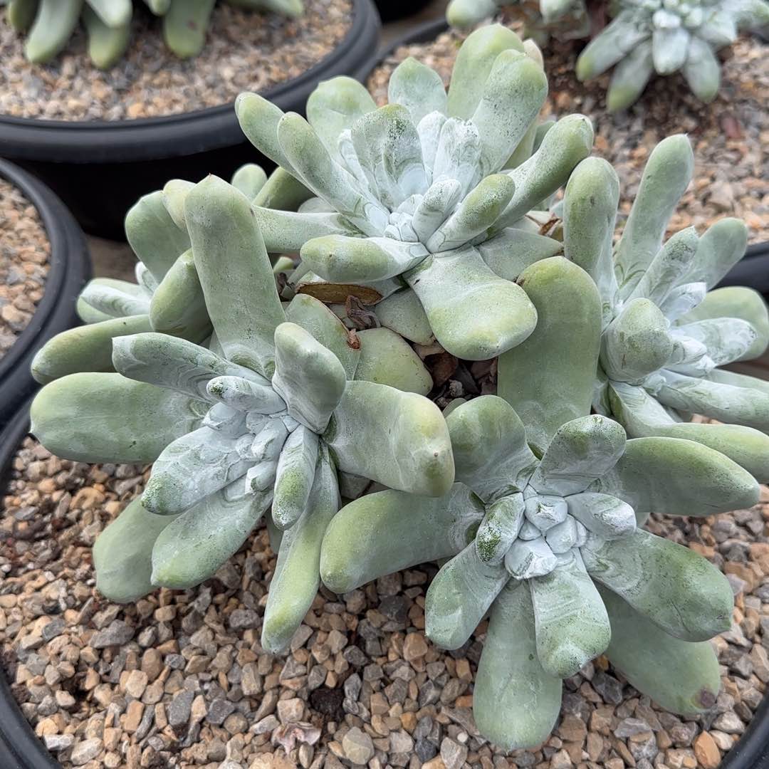 你***呀20250129谢姐拇指