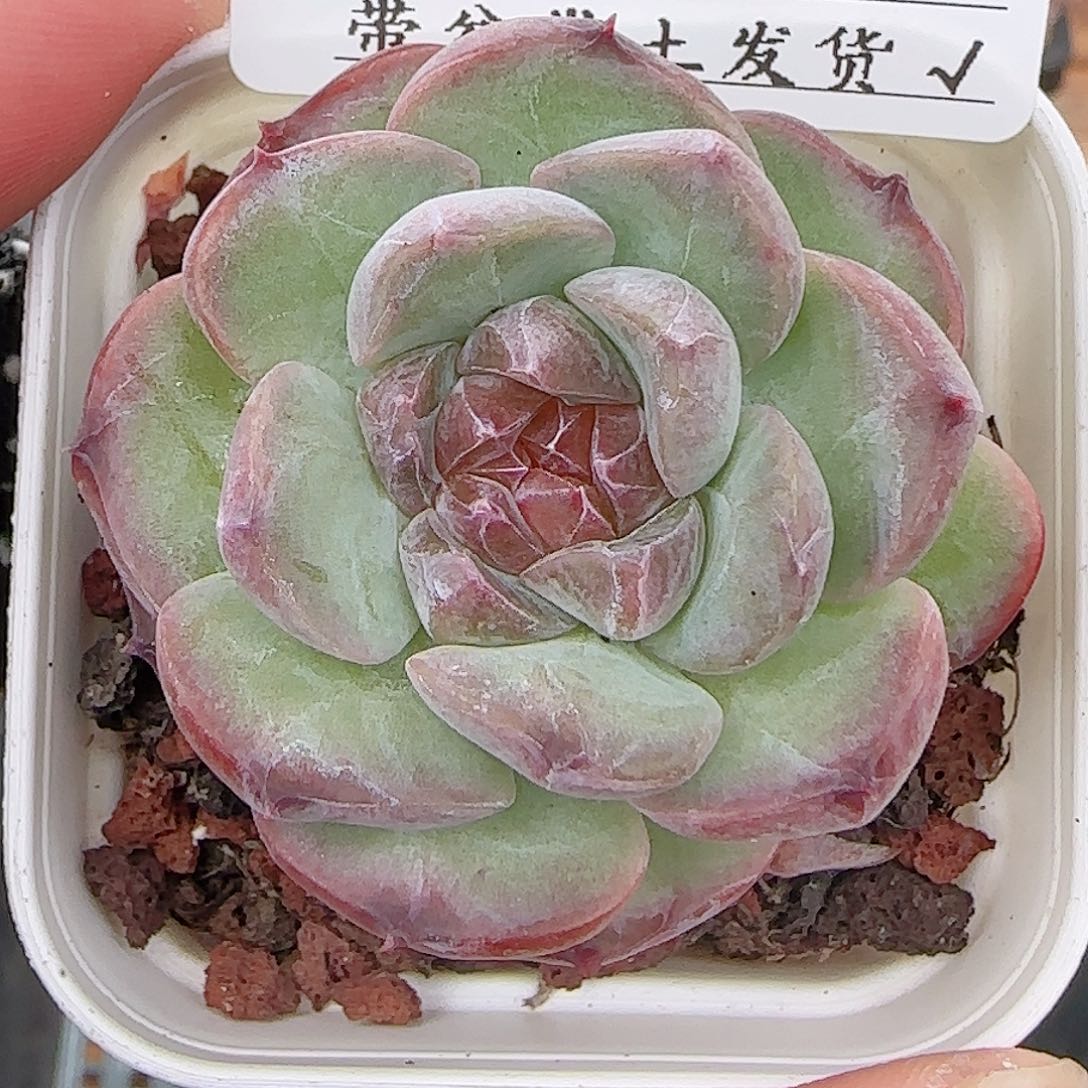 多肉0722-321糖心糖心