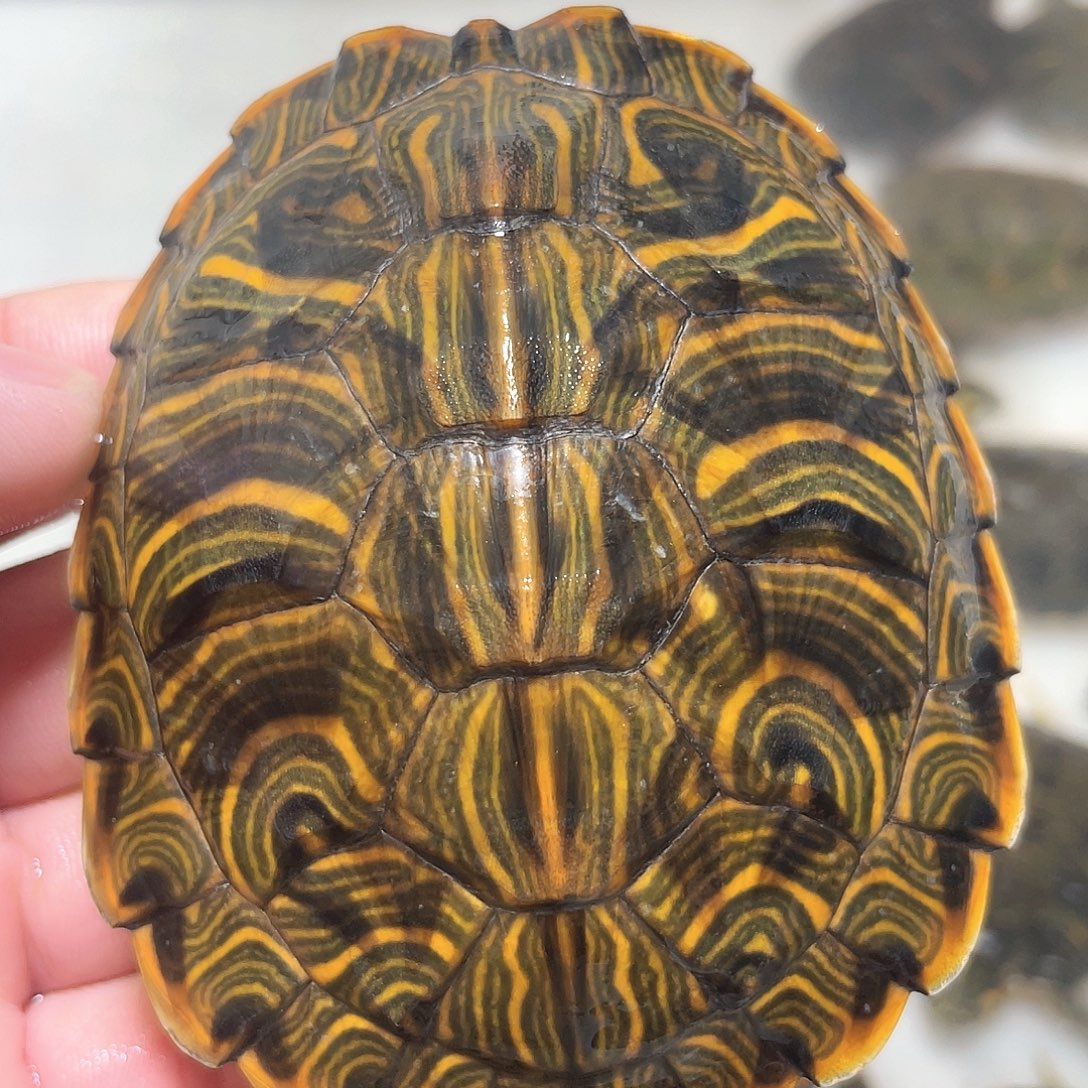 宠物龟不分公母8.2