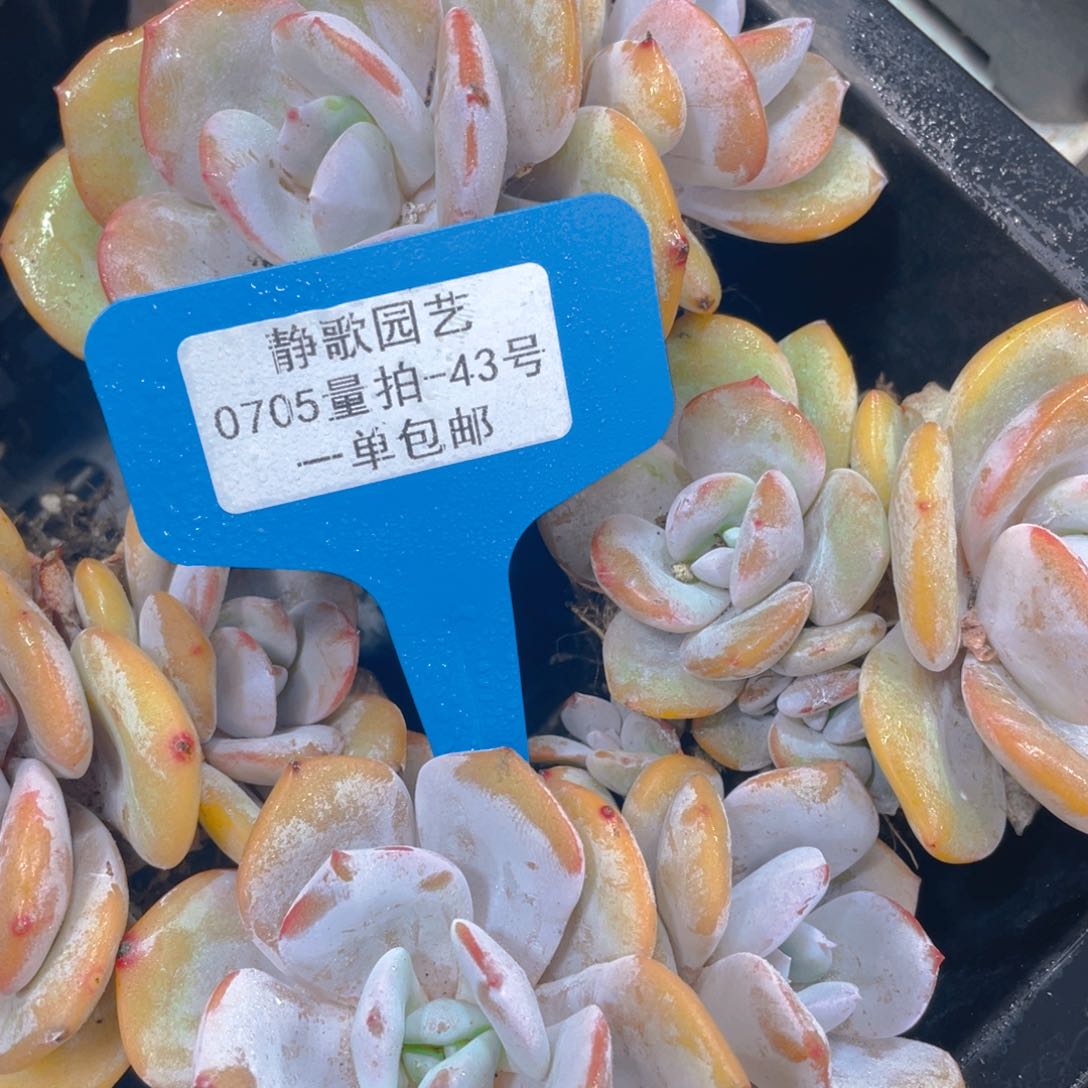 0705-43-双头奶茶老桩一颗