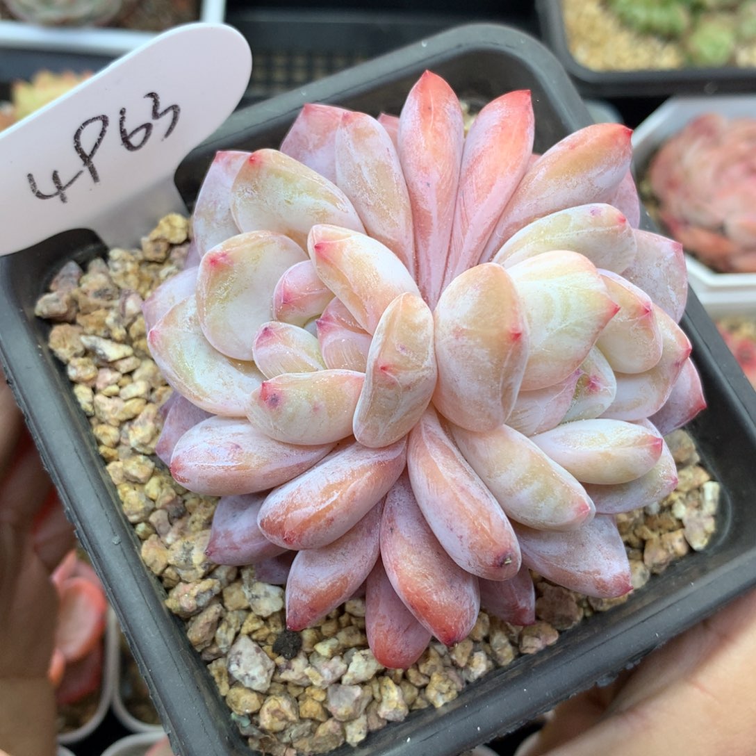 韩货橙梦露双头4963