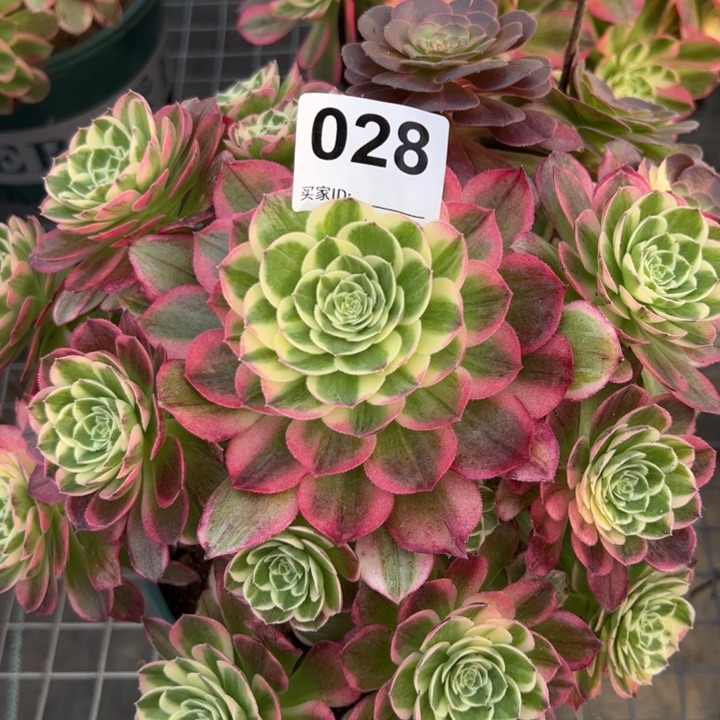 028海王23厘米左右