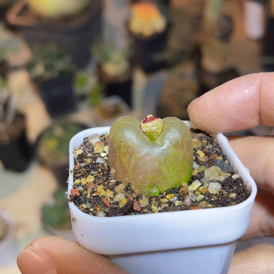 子播实生毛汉尼下单包邮