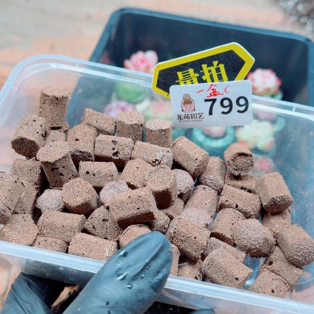 多肉植物多肉植物