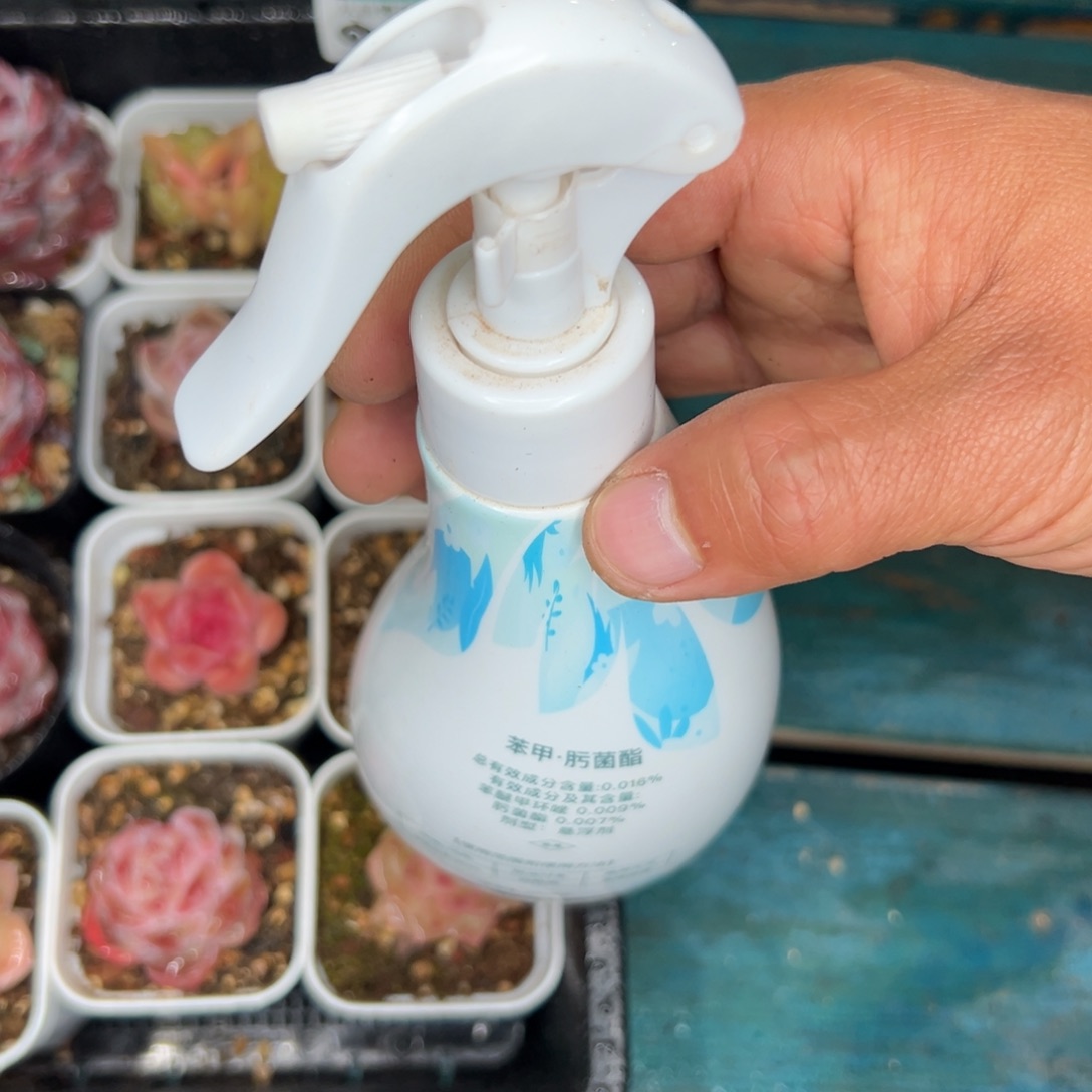 多肉一物一拍0112.养护一号