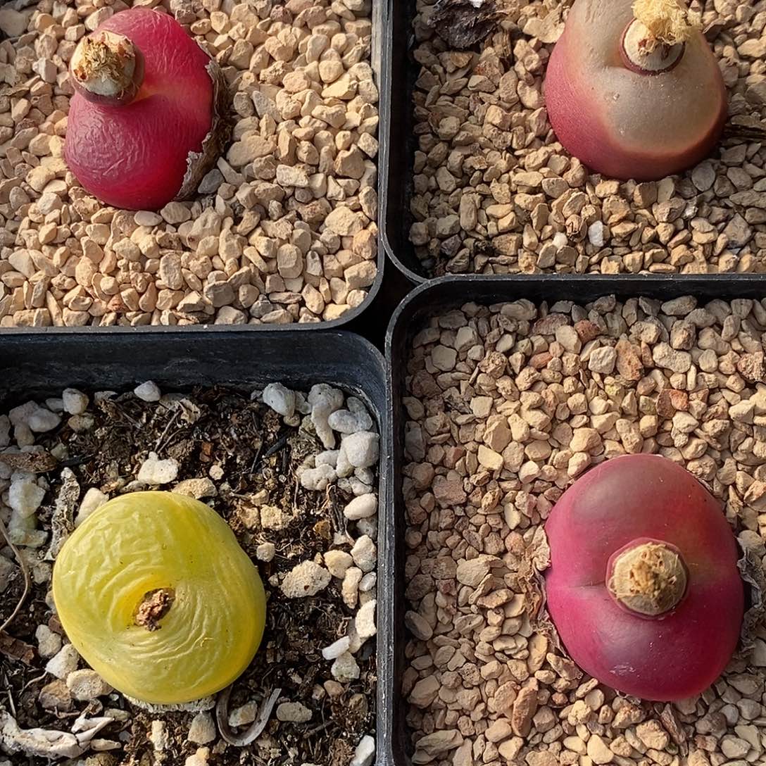 2773四颗母本彩蟠桃带盆