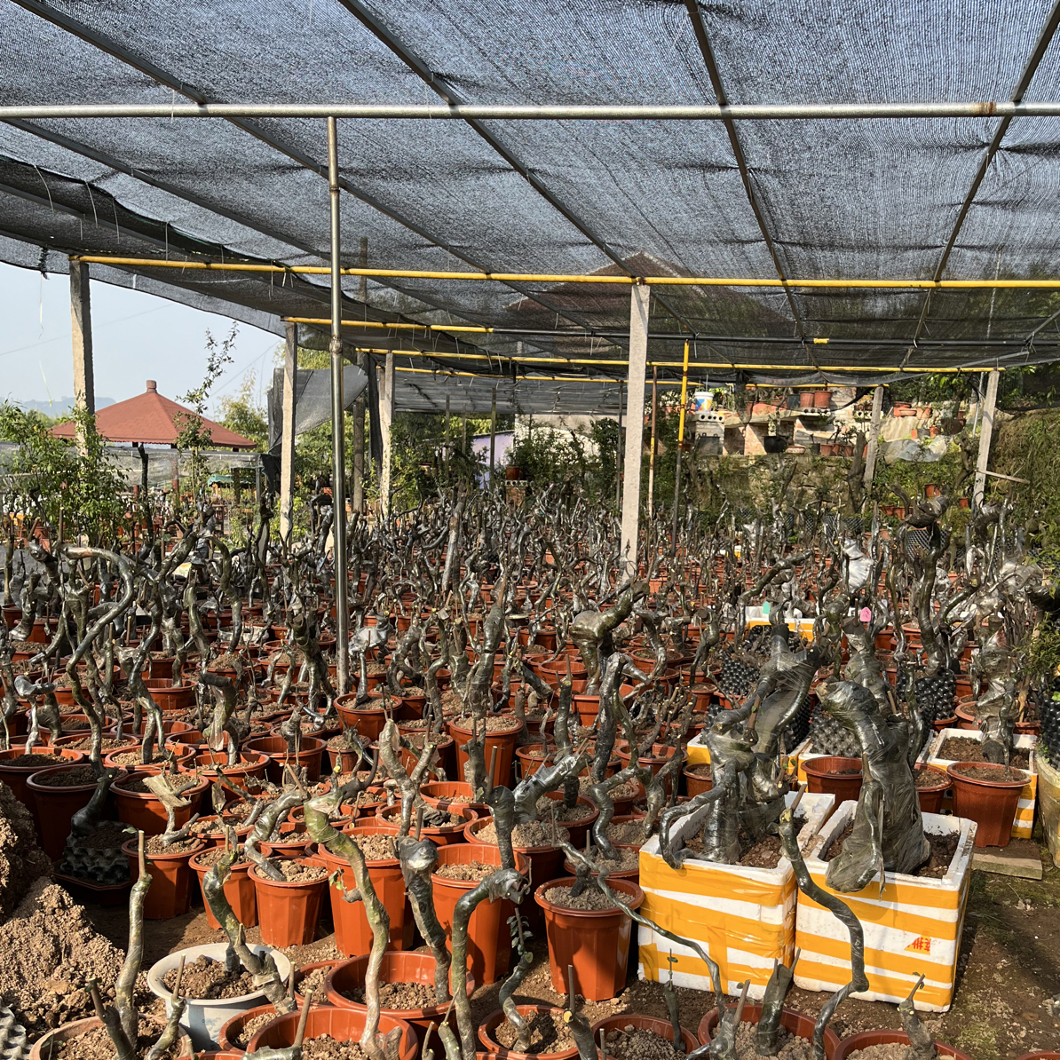 金弹子盆景素材直播