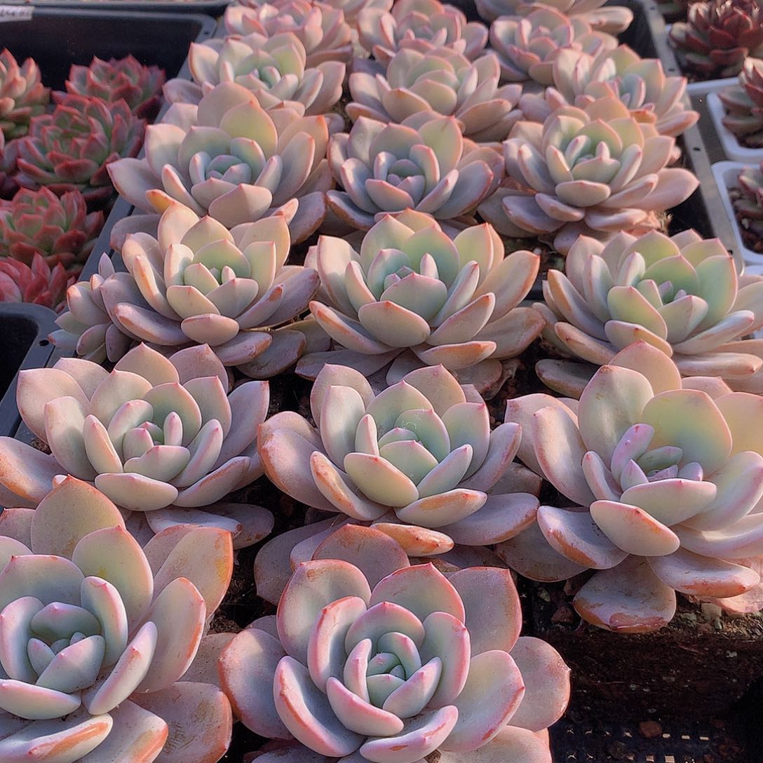 单头韩奶茶2356778889999