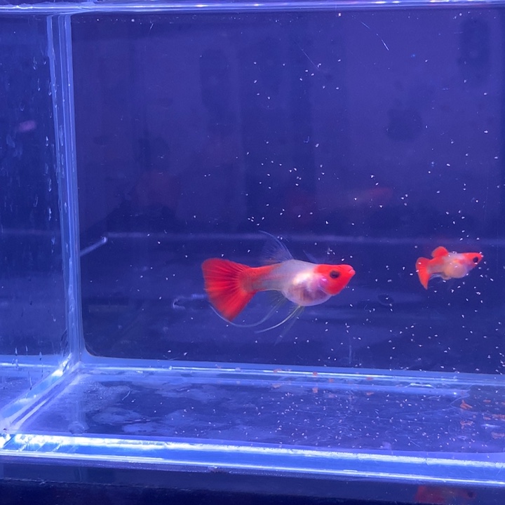 孔雀鱼红头玻璃猫缎带球1对