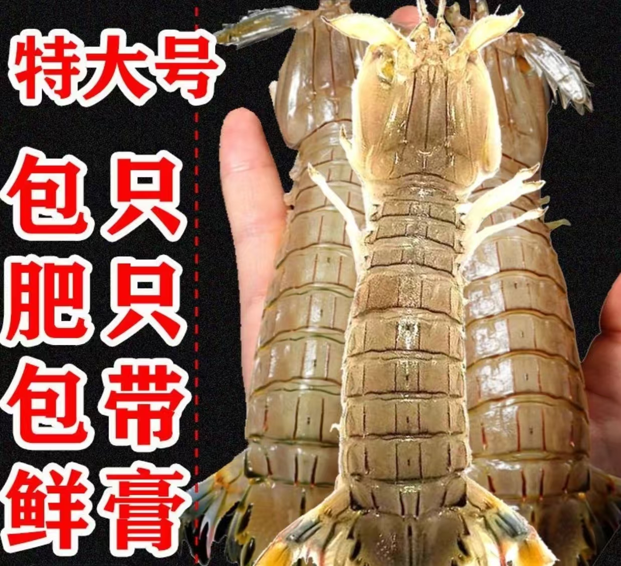 现捕现捞皮皮虾单只15cm到手八斤！！！顺丰冷链现拍现发