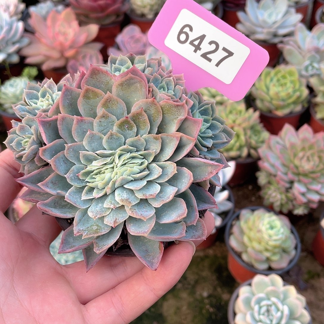 龙***森6427号多肉植物组合