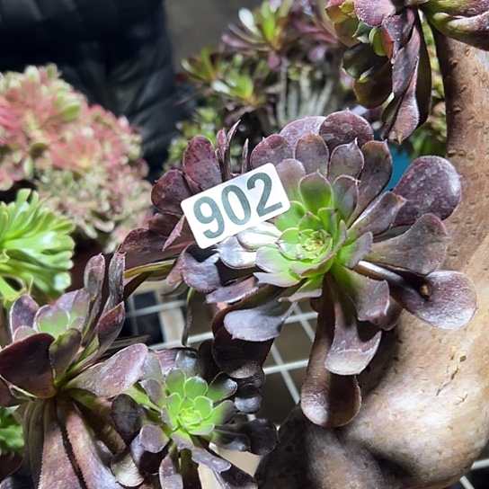 ༺****多肉植物一个妖微瑕902