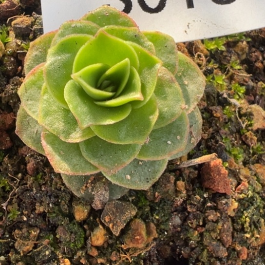 小***妮三碗013 若初x各种侧芽