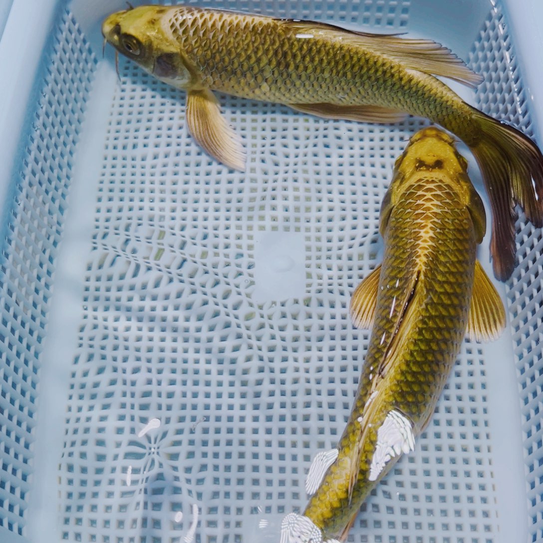 海水鱼锦鲤观赏鱼183