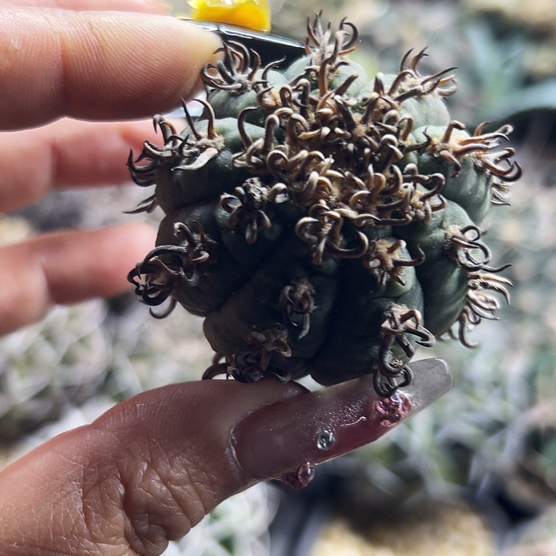 天平猫爪仙人球66666666