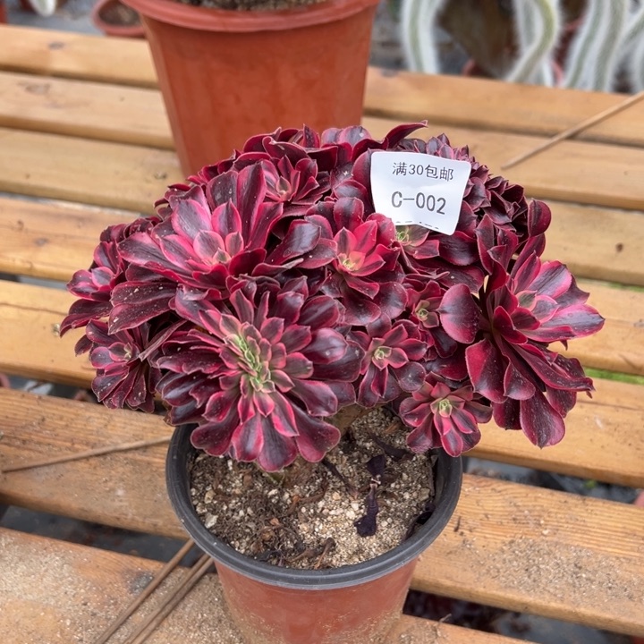 002 美杜莎缀带断枝宽度25 公分