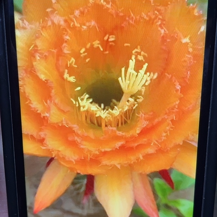 黄金海岸毛花柱7厘米起球