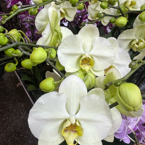 【绿地球】精品蝴蝶兰花室内阳台办公室高端花卉绿植盆栽年宵花