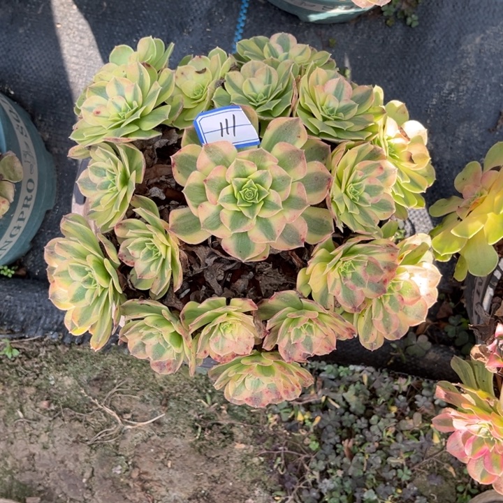 111雨荷多肉植物法师