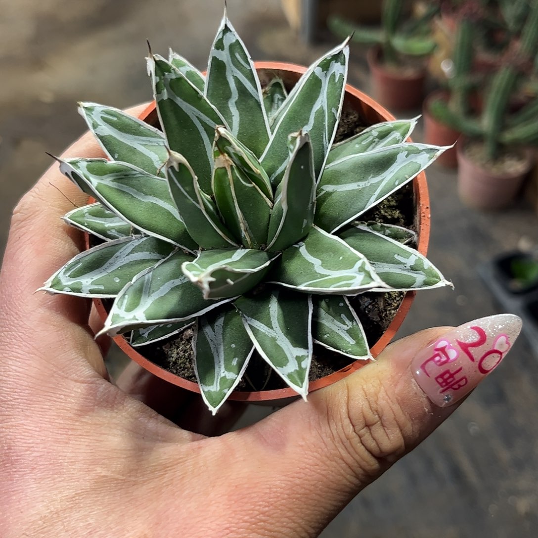 笹之雪单头发货有根