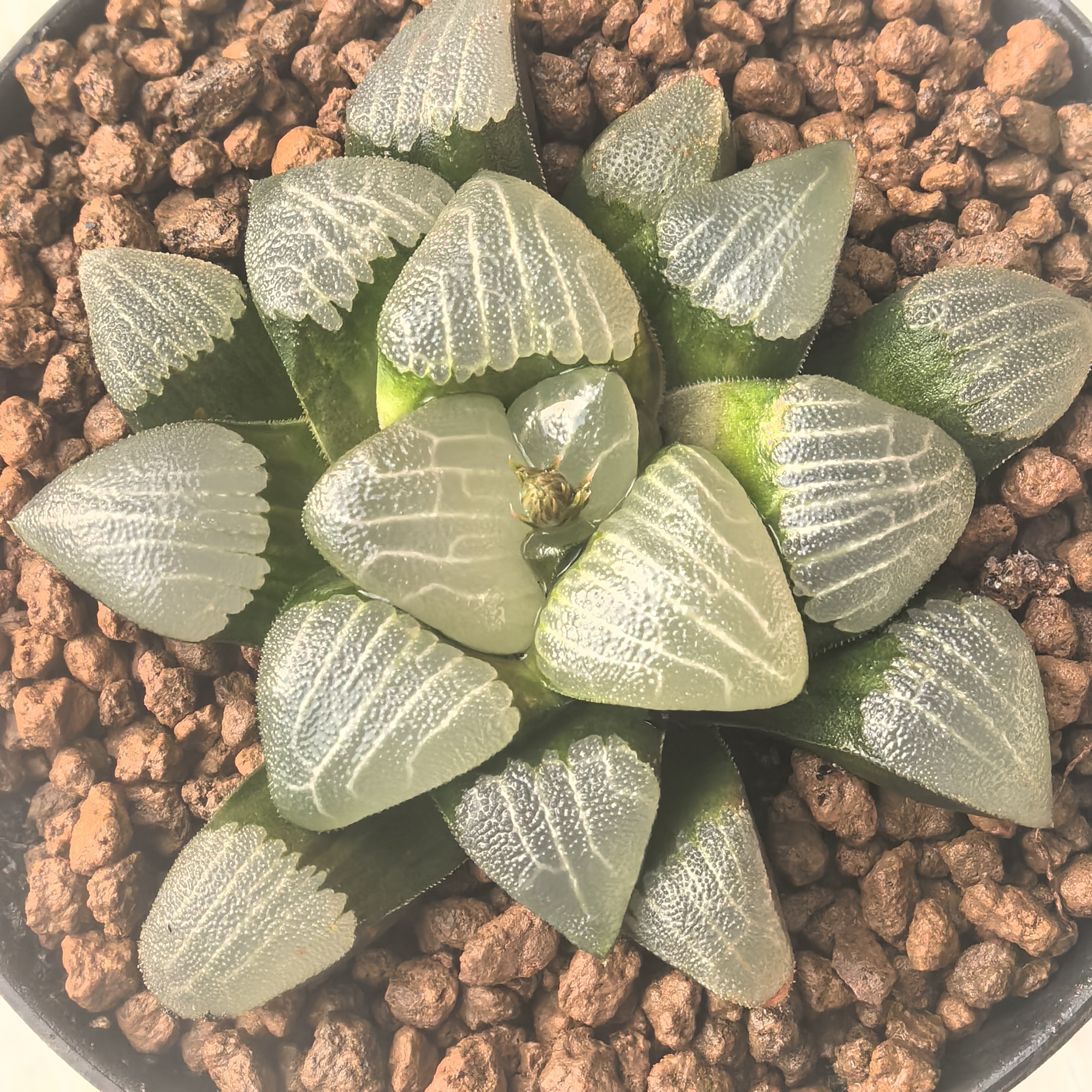 多肉植物十二卷春春克7.5厘米，带原盆土发货，包邮。