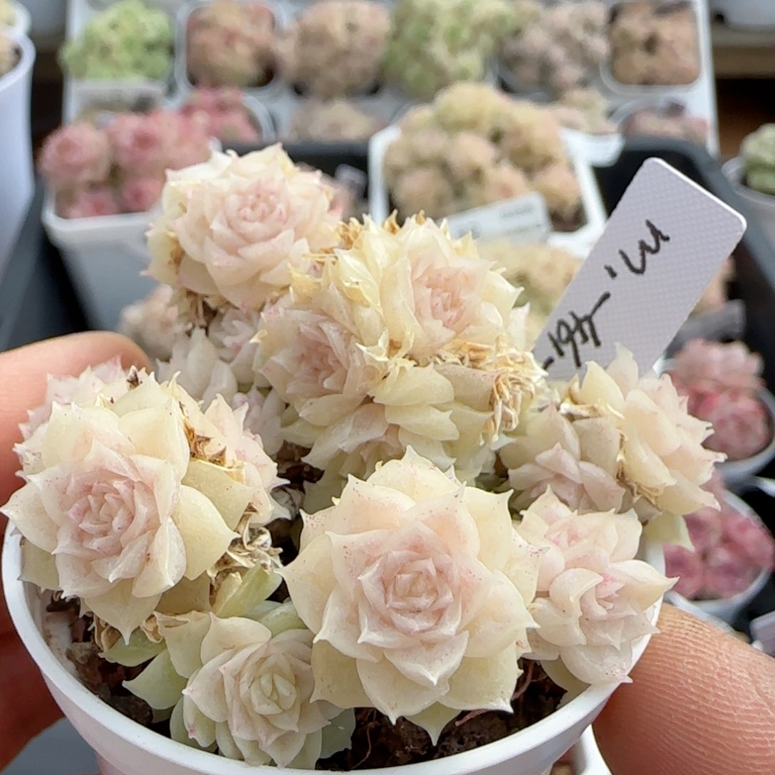 【闪购商品】0206-43（m1-461-3）