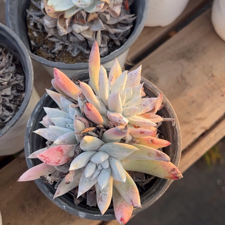 809法姆哈哈哈哈哈哈多肉