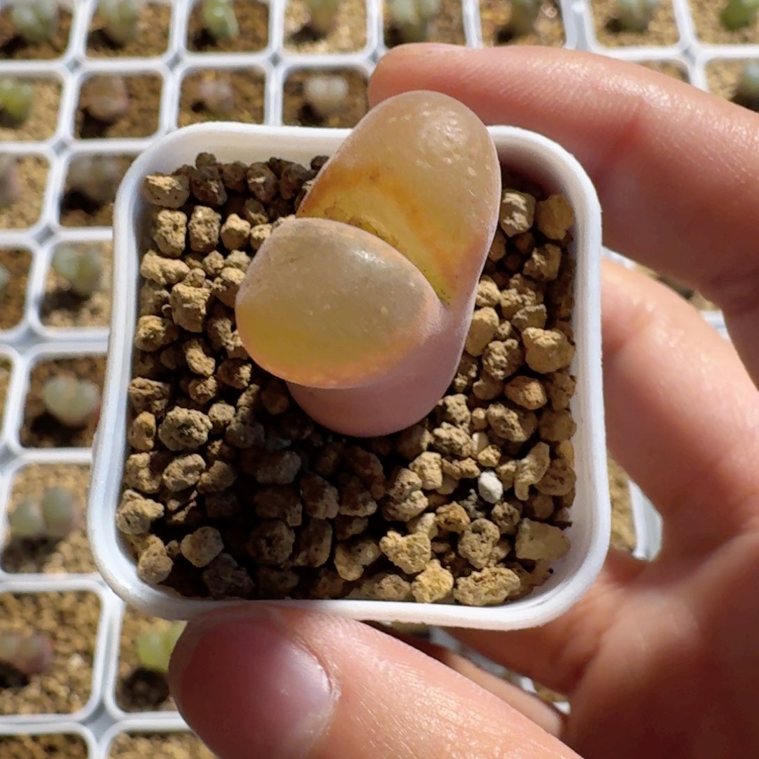 蛋*蛋带盆土还是脱土.....