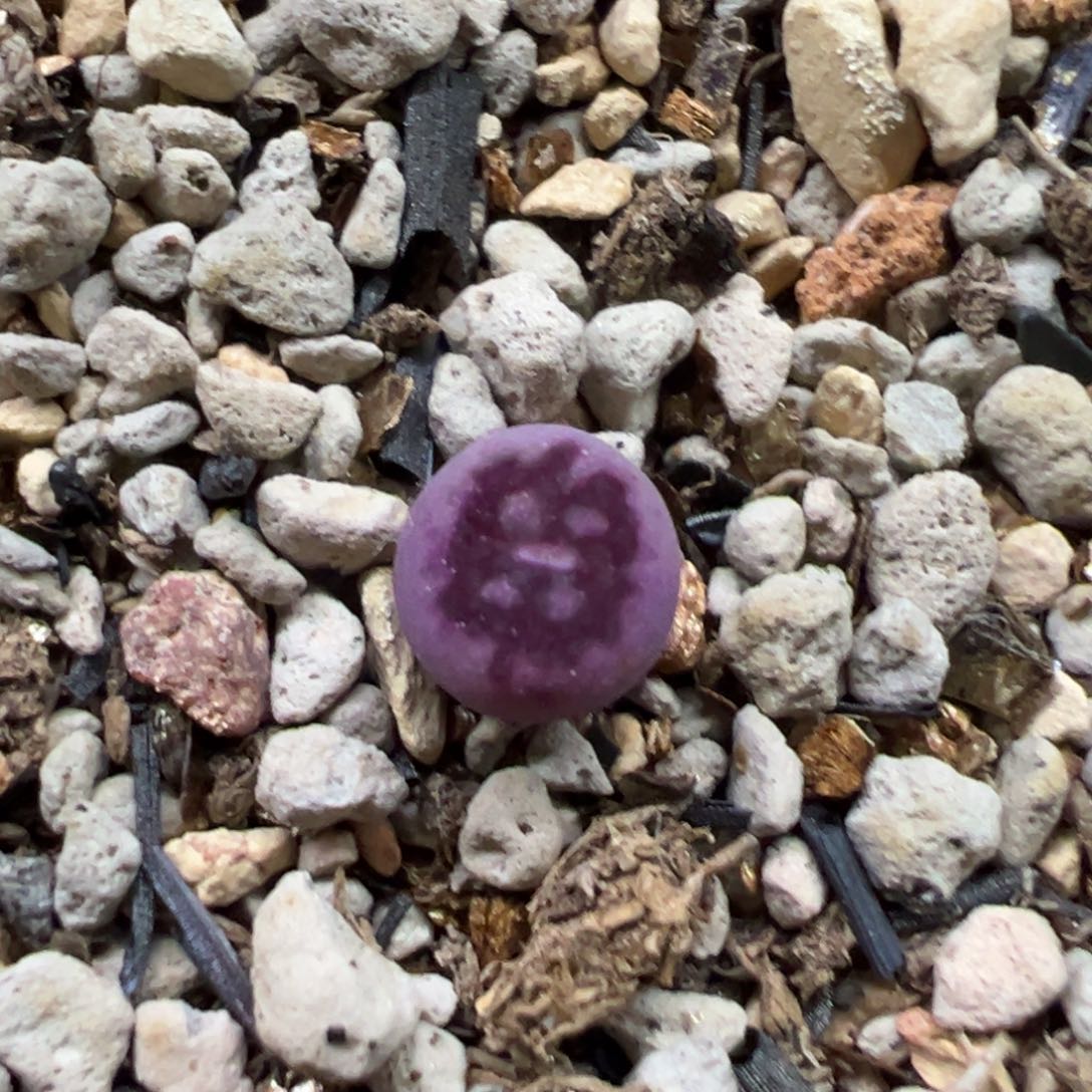 大圣衍生多肉多肉