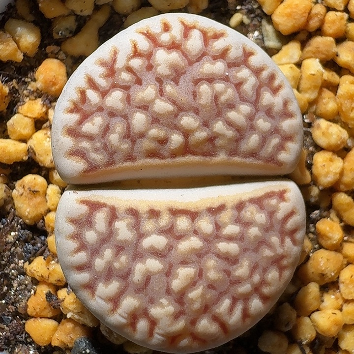 生石花1111111。  321