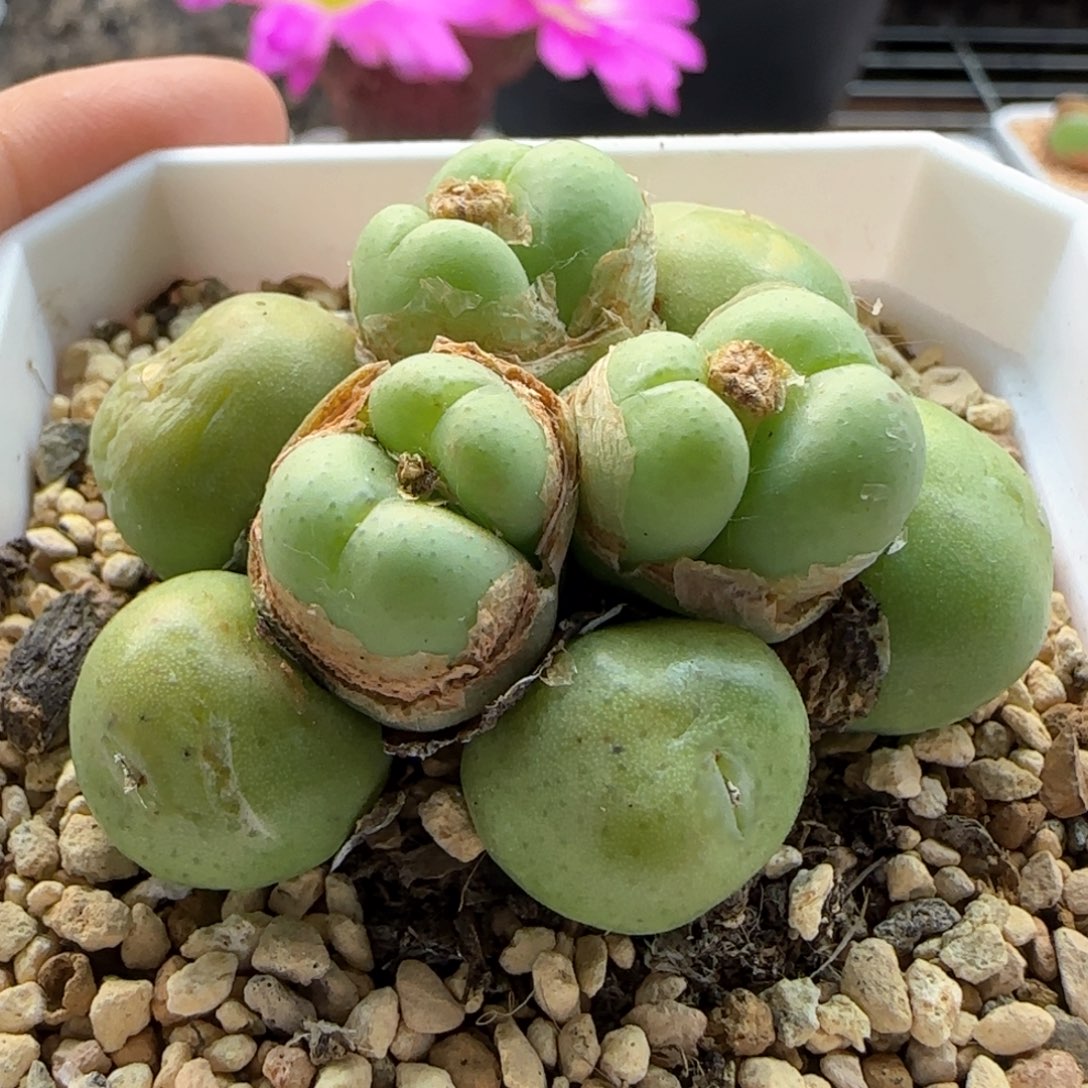 5383 大白多肉植物园