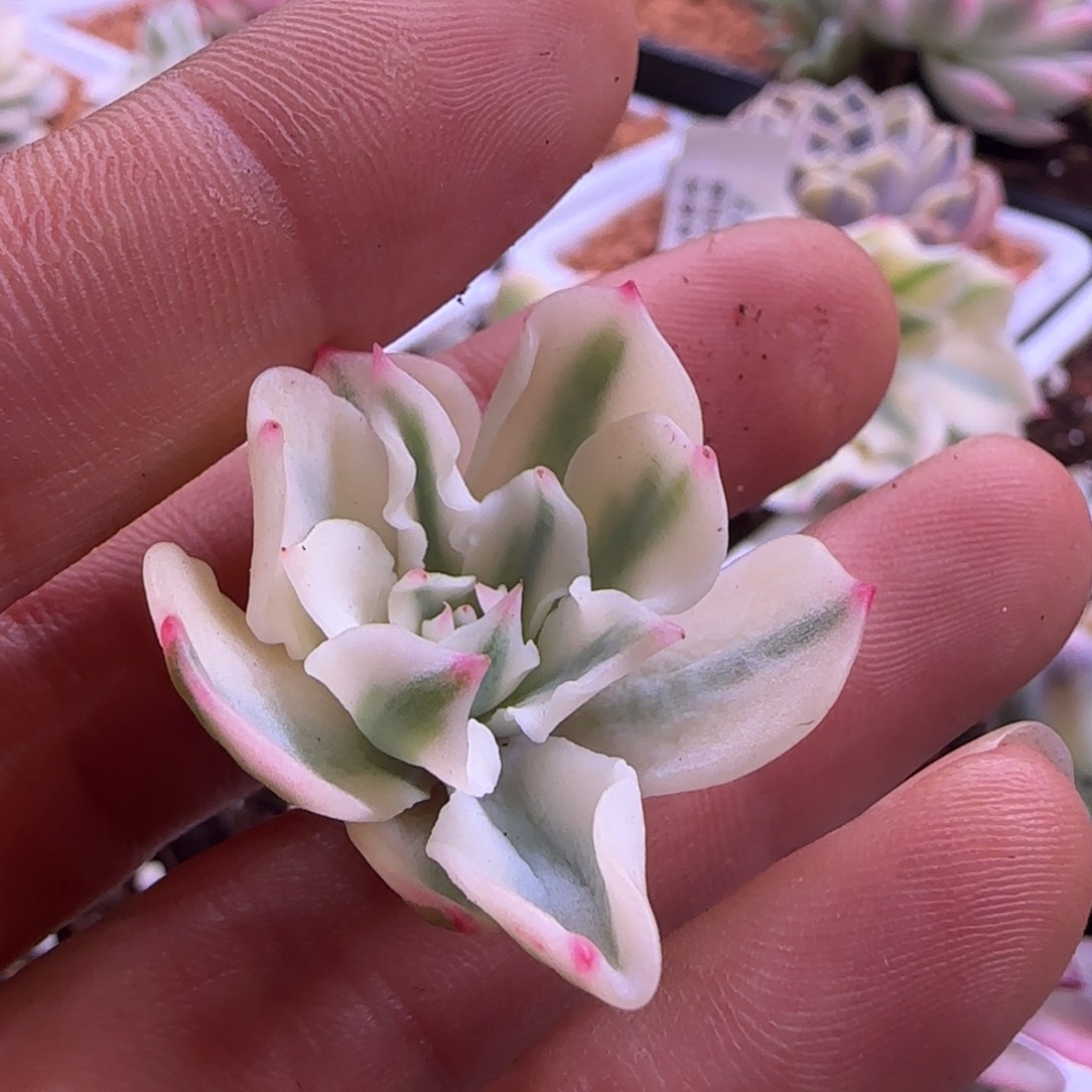 。****、山水一程 多肉植物