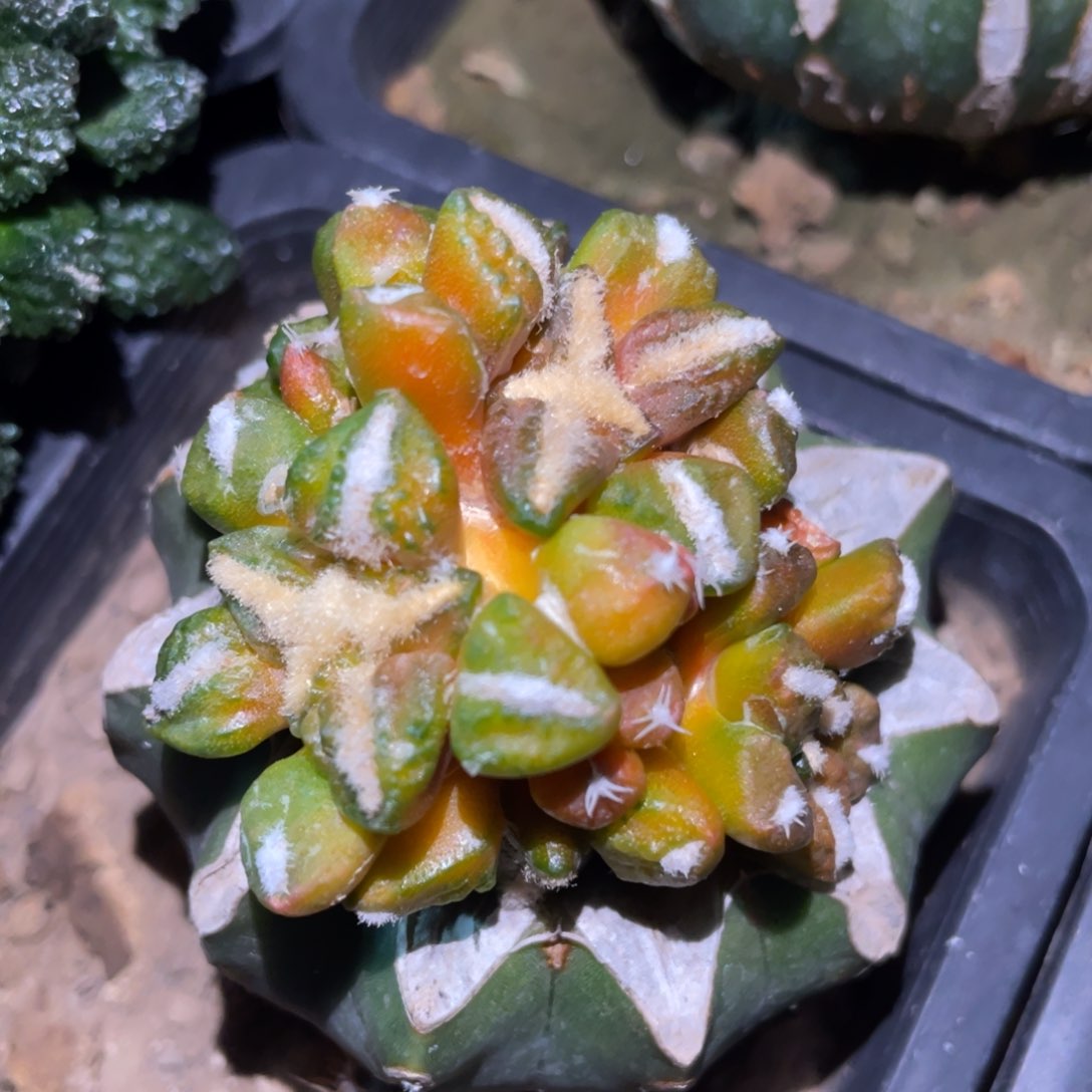 黑牡丹锦群体仙人球开花