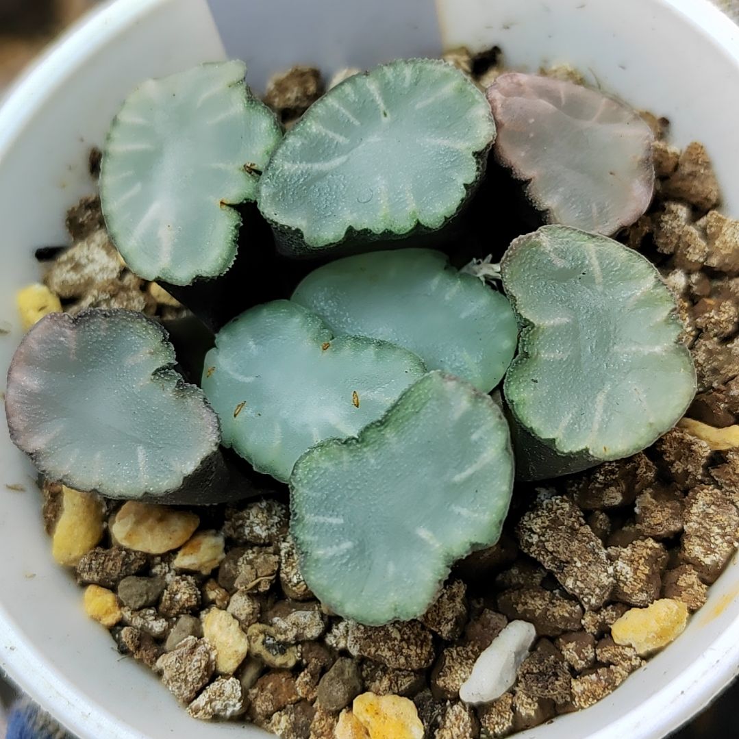 194号盐湖城6厘米左右一物一拍带盆